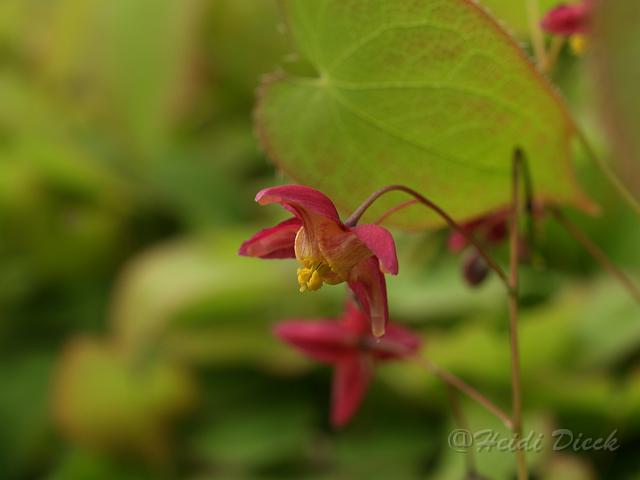Epimedium x rubrum7.JPG